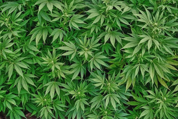 Marihuana