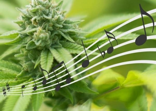marihuana m&uacute;sica